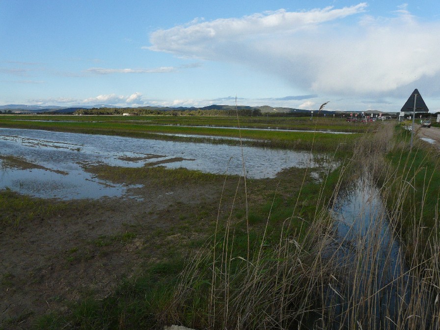 Prati allagati di Perelli (Piombino - LI)